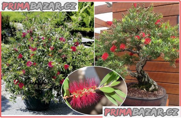 Callistemon citrinus - Štětkovec citrónový - semena – fotografie 1