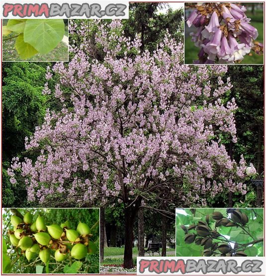Paulownia Tomentosa - semena – fotografie 1