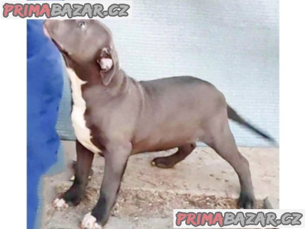 American Bully XL – fotografie 1