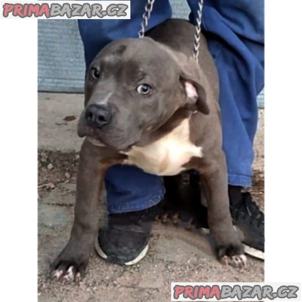 American Bully XL – fotografie 2