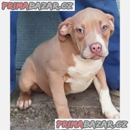 American Bully XL – fotografie 5