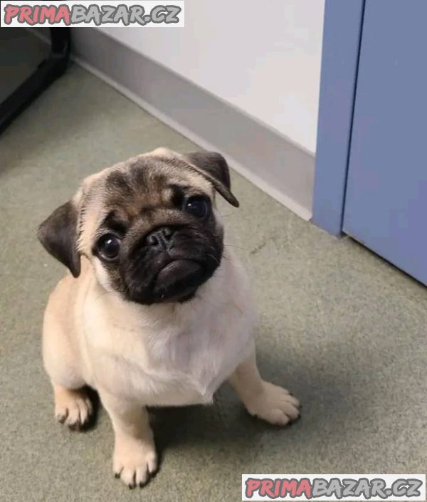 Mops Štěňata s pp – fotografie 3