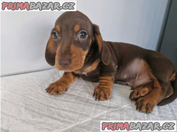 Štěňátka jezevčíka s PP FCI – fotografie 1