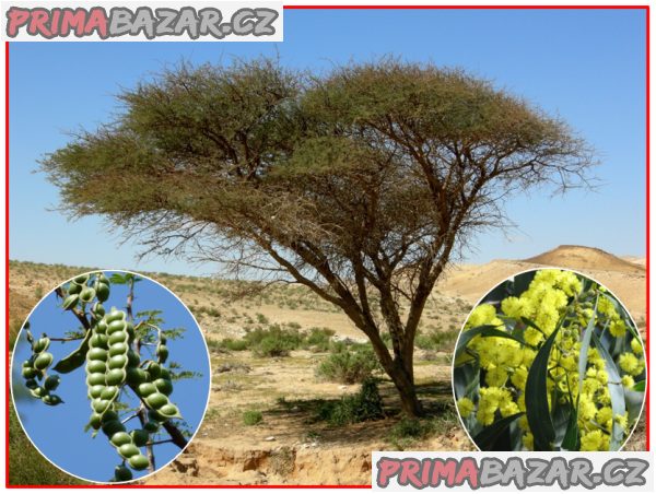 Akácie arabská - semena – fotografie 1