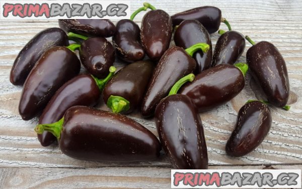 sazenice Chilli Jalapeňo Azabache – fotografie 1