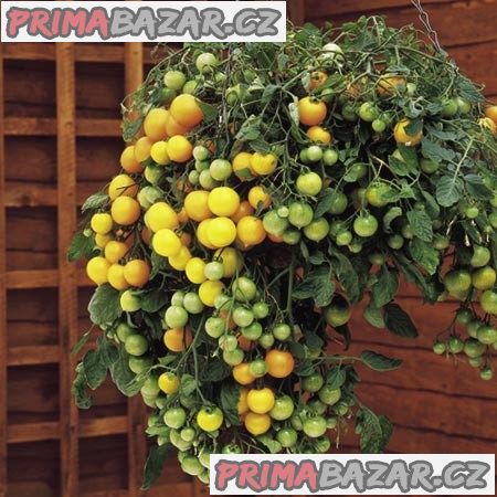 Sazenice rajče Tumbling Tom Yellow převislé truhlíkové – fotografie 1