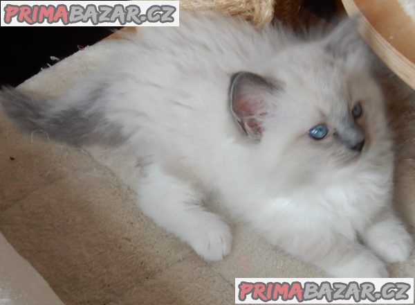Koťátka Ragdoll s PP na luxusního mazlíčka – fotografie 1