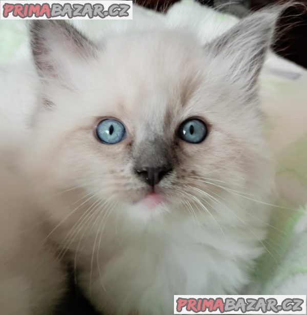Koťátka Ragdoll s PP na luxusního mazlíčka – fotografie 10