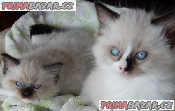 Koťátka Ragdoll s PP na luxusního mazlíčka – fotografie 2