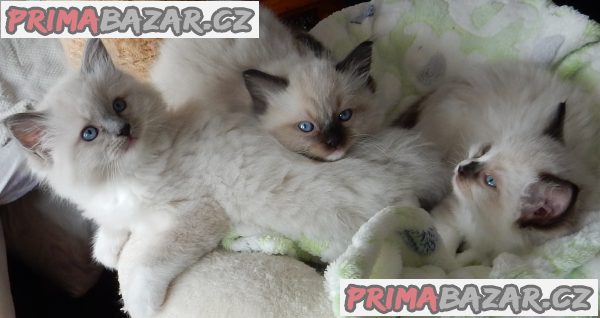 Koťátka Ragdoll s PP na luxusního mazlíčka – fotografie 3