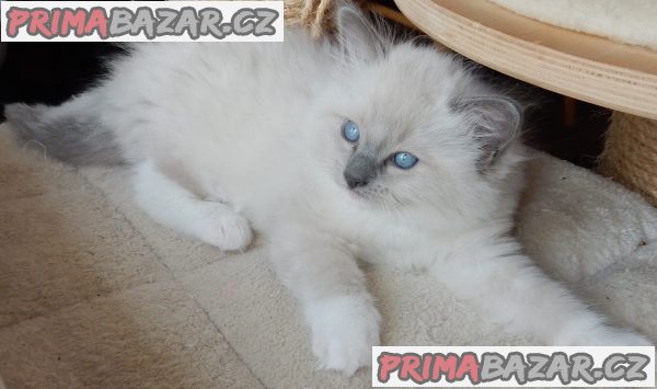 Koťátka Ragdoll s PP na luxusního mazlíčka – fotografie 5