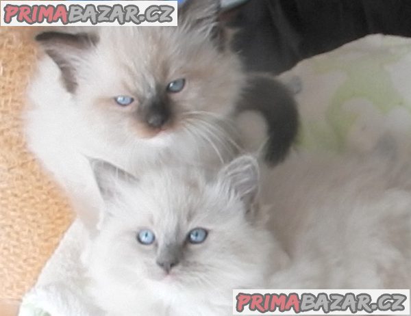 Koťátka Ragdoll s PP na luxusního mazlíčka – fotografie 6