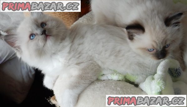 Koťátka Ragdoll s PP na luxusního mazlíčka – fotografie 7