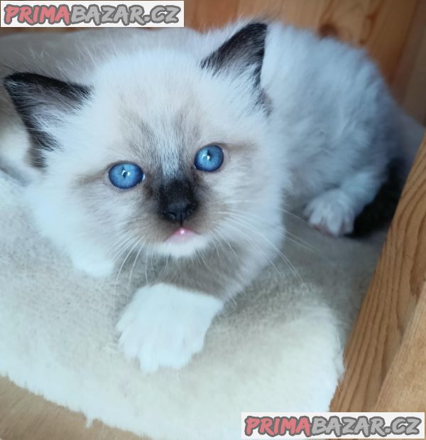 Koťátka Ragdoll s PP na luxusního mazlíčka – fotografie 8