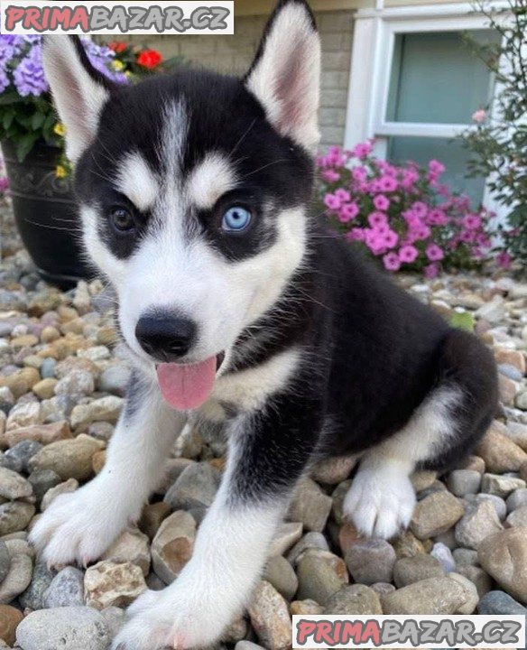 Sibiřský husky štěňátka – fotografie 1