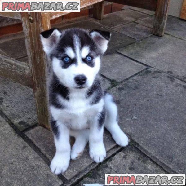 Sibiřský husky štěňátka – fotografie 2
