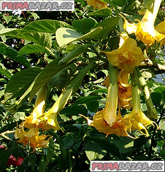 řízek Brugmansia Angel Sunstar – fotografie 1