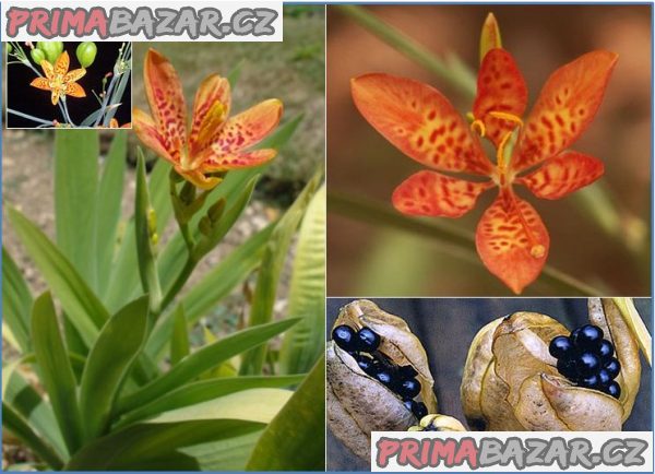 Sazenice Anginovník čínský - Belamcanda chinensis – fotografie 1