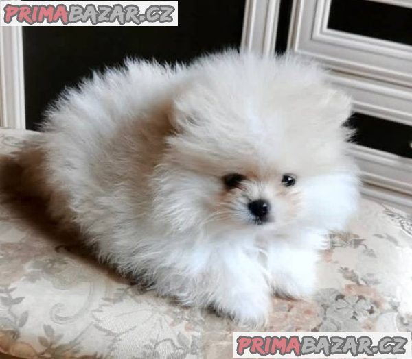 Štěně pomeraniana – fotografie 2