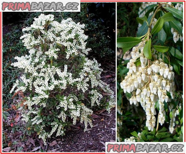 Pieris Japonica - semena – fotografie 1
