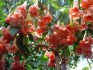 řízek Brugmansia Phänomenal