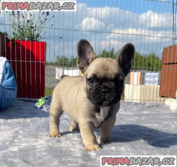 Francouzský Buldoček Prodej – fotografie 2