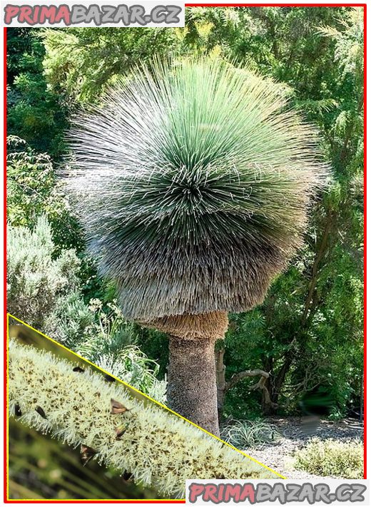 Trávový strom Xanthorrhoea preissii - semena – fotografie 1
