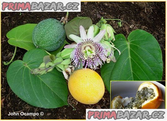 Passiflora ligularis - semena – fotografie 1