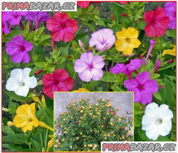 Sazenice Mirabilis Jalapa Nocenka mix barev – fotografie 1