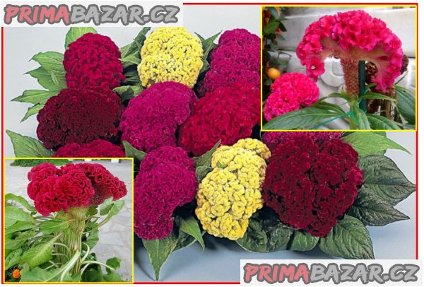 Nevadlec hřebenitý - Celosia Cristata - semena – fotografie 1