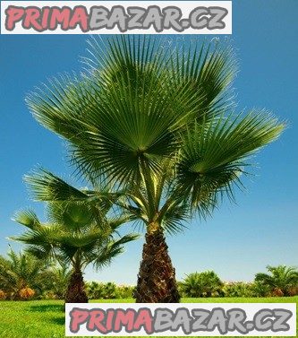 sazenice palma Washingtonia filifera – fotografie 1