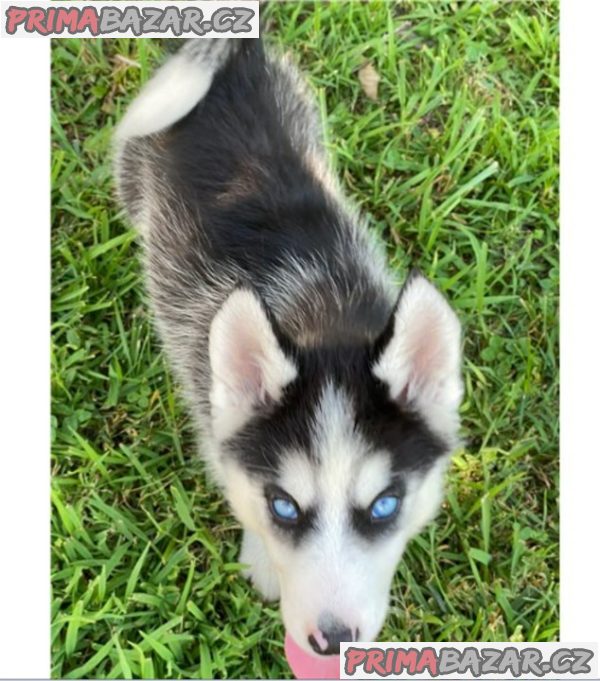 Sibiřský husky na prodej s PP – fotografie 1