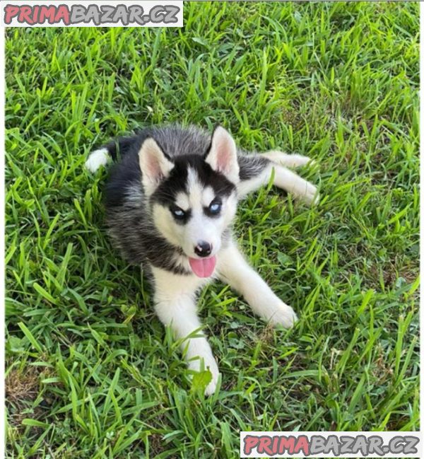 Sibiřský husky na prodej s PP – fotografie 2