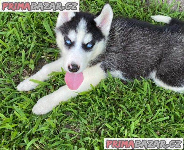 Sibiřský husky na prodej s PP – fotografie 3
