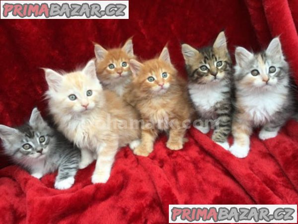 Přátelská koťata mainských mývalích koťat k adopci – fotografie 1