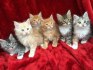 Přátelská koťata mainských mývalích koťat k adopci
