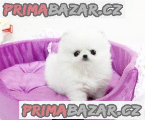 pomeranian štěňata k adopci – fotografie 1