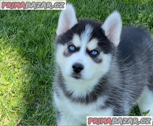 Sibiřský husky pejsek – fotografie 1