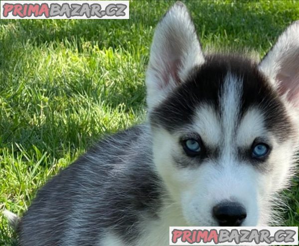 Sibiřský husky pejsek – fotografie 3