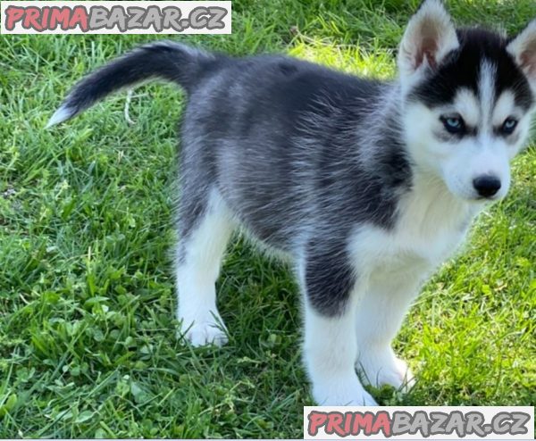 Sibiřský husky pejsek – fotografie 5