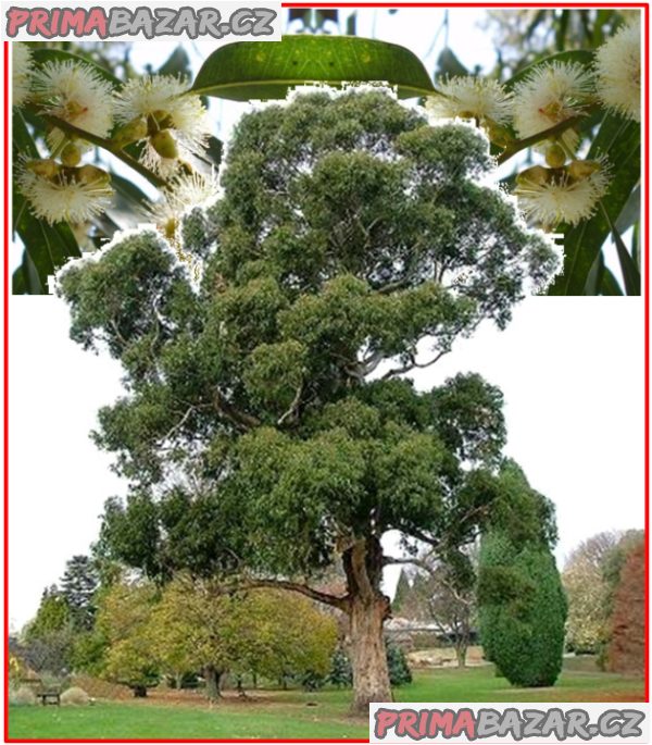 Eucalyptus globulus - Blahovičník kulatoplodý - SEMENA – fotografie 1