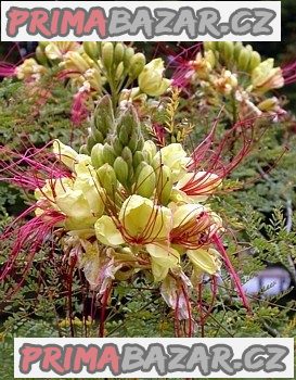 Caesalpinia Gilliesii - semena – fotografie 1