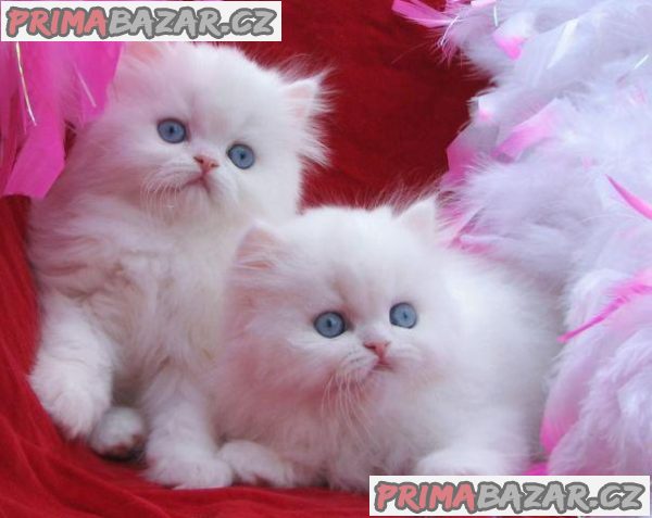 Beautiful Perisan kittens – fotografie 1