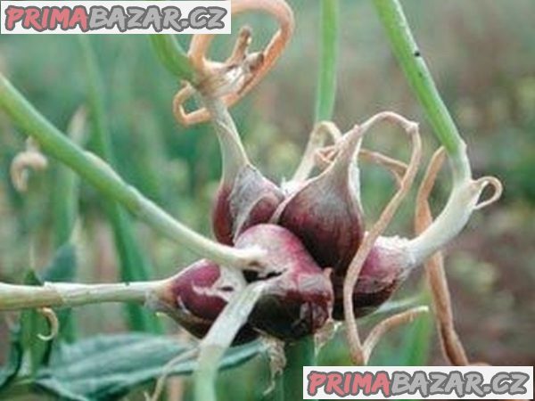 Sazenice Cibule prorůstaná (Egyptská) – fotografie 1