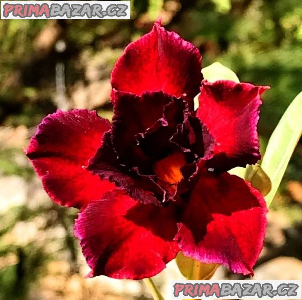 Adenium obesum 'black swan' - semena – fotografie 1