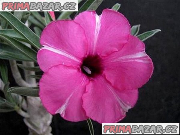 Adenium obesum 'diamond ring' - semena – fotografie 1