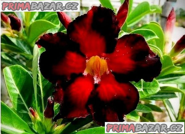 Adenium obesum 'double black fire' - semena – fotografie 1