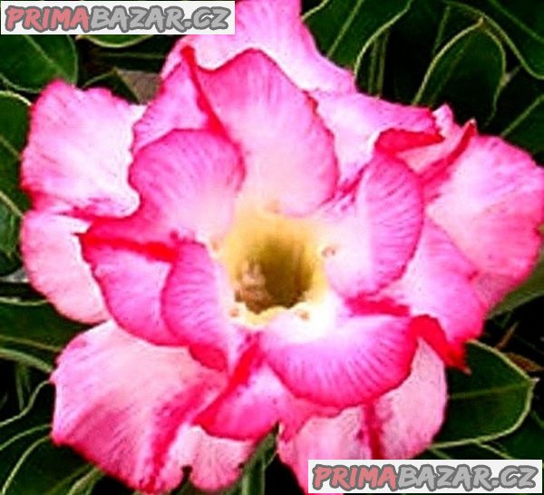 Adenium obesum 'double lilliput' - semena – fotografie 1