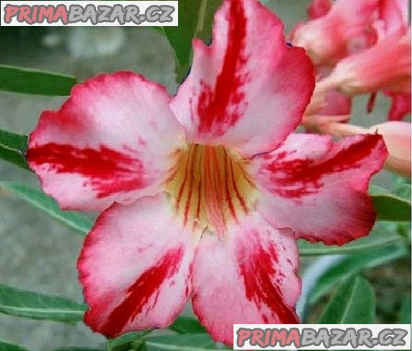 Adenium obesum 'Harry Potter' - semena – fotografie 1