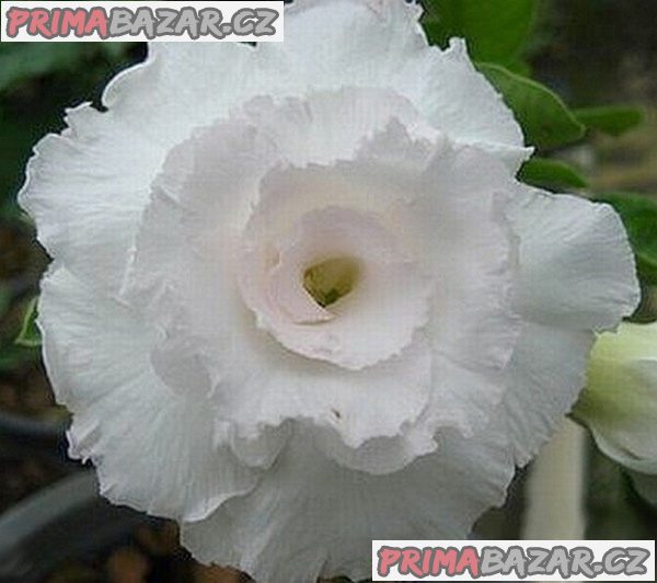 Adenium obesum 'kawhema' - semena – fotografie 1